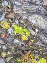 Thalictrum alpinum