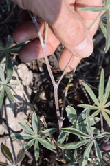 Lupinus meionanthus
