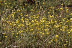 Senecio abruptus