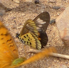 Acraea penelope