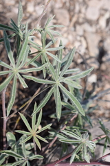 Lupinus meionanthus