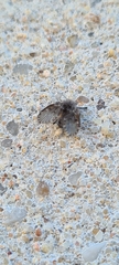 Clogmia albipunctata