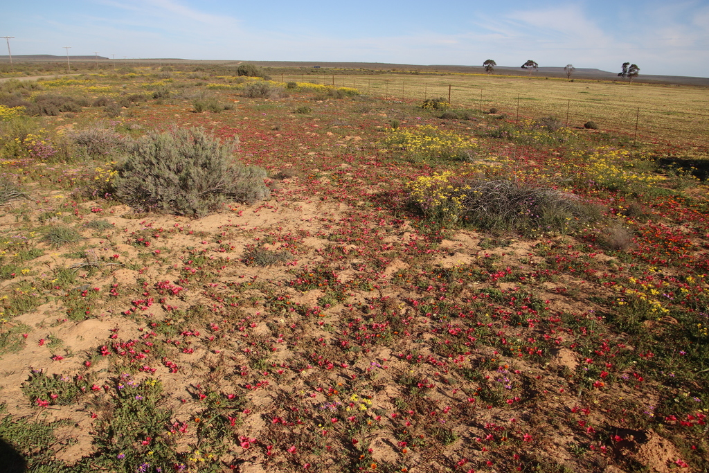 Romulea pudica, Road south of Nieuwoudtville at fork
