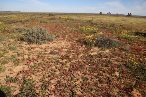 Romulea pudica