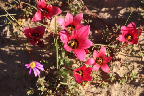 Romulea pudica