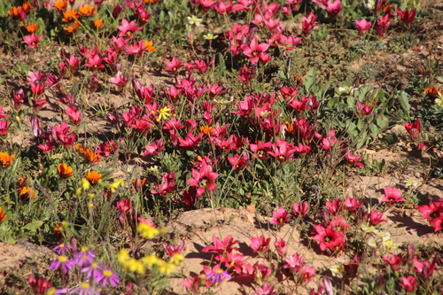 Romulea pudica