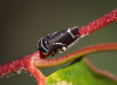 Eurymeloides bicincta
