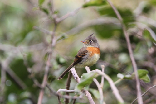 Belted Flycatcher (Xenotriccus callizonus), photo 5