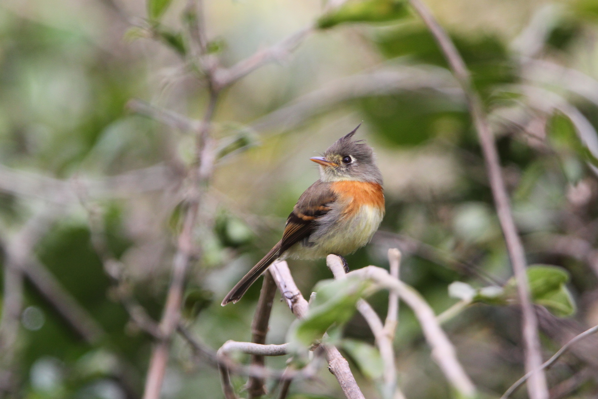 Belted Flycatcher (Xenotriccus callizonus), photo 5