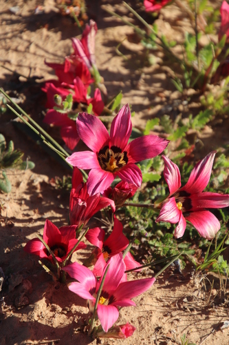 Romulea pudica