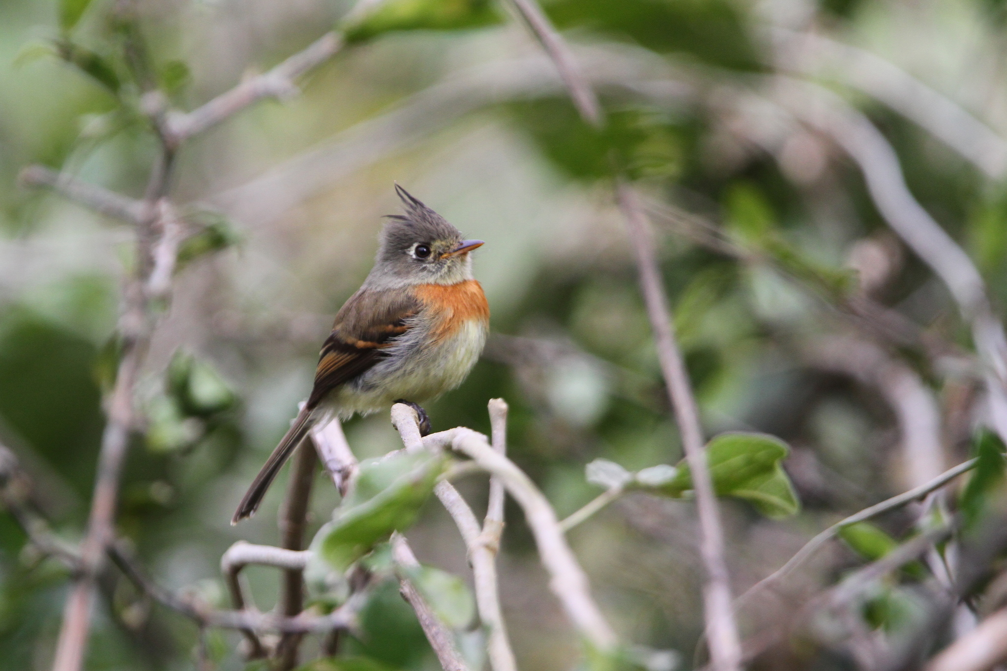 Belted Flycatcher (Xenotriccus callizonus), photo 6