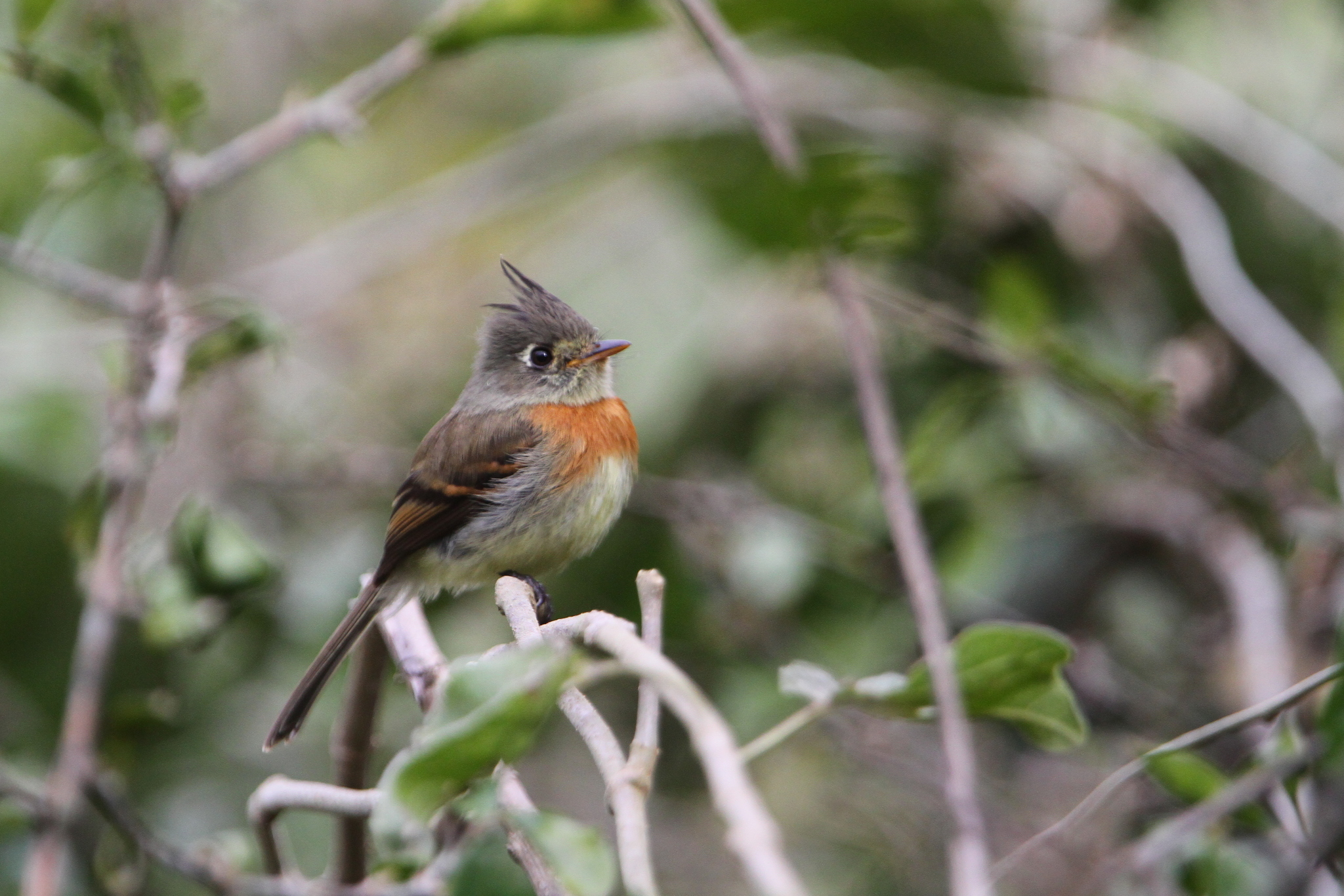 Belted Flycatcher (Xenotriccus callizonus), photo 7