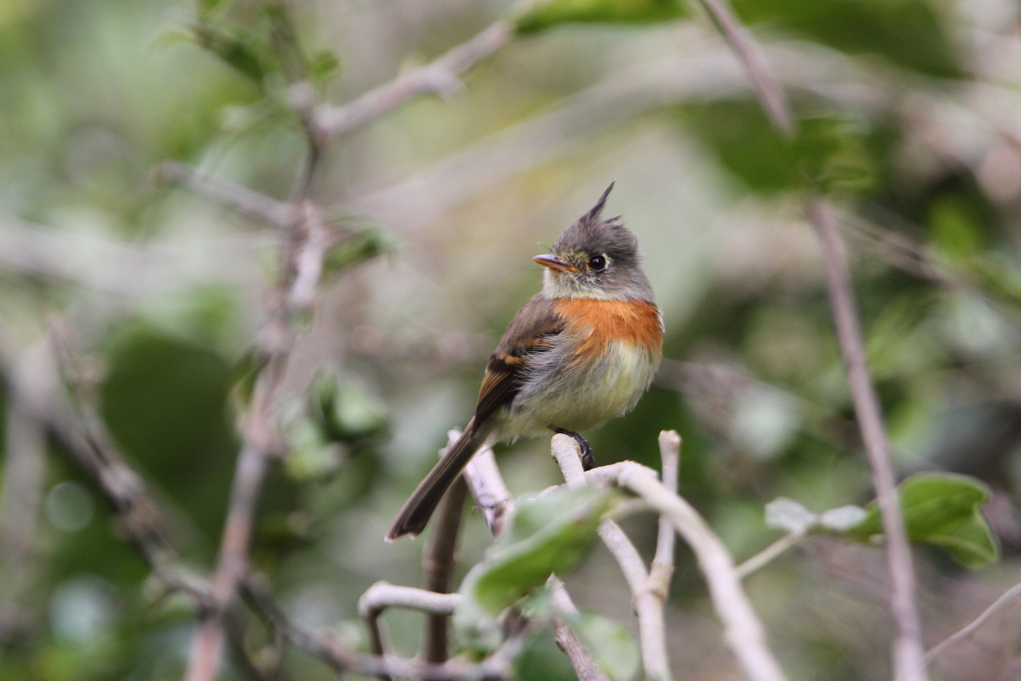 Belted Flycatcher (Xenotriccus callizonus), photo 8