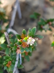 Micrantheum ericoides