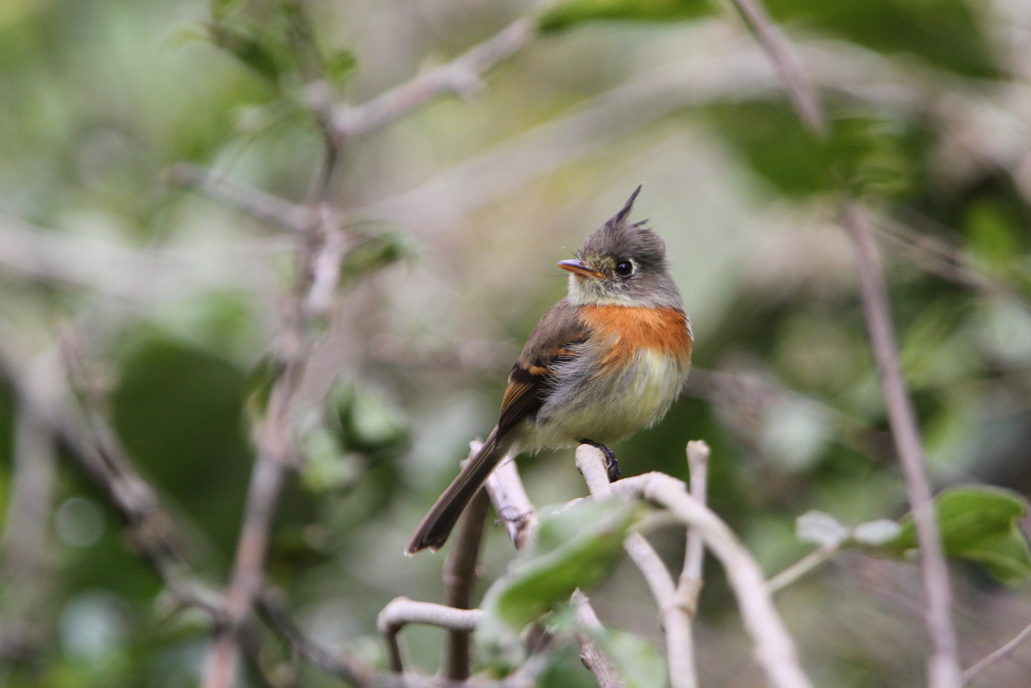 Belted Flycatcher (Xenotriccus callizonus), photo 9
