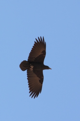 Fan-tailed Raven