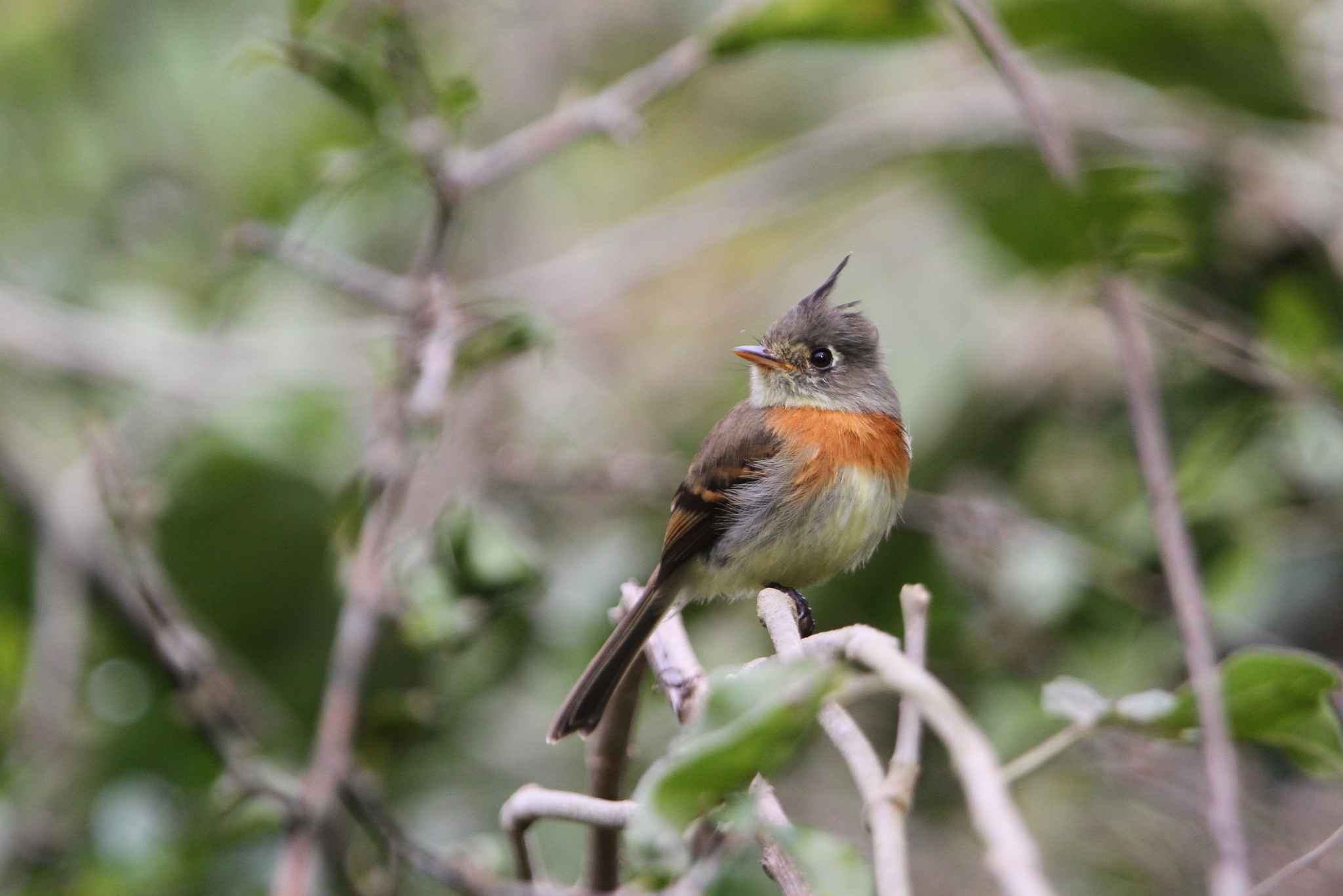Belted Flycatcher (Xenotriccus callizonus), photo 10
