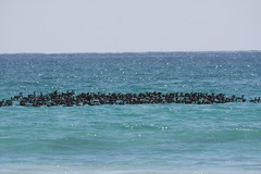 Phalacrocorax nigrogularis