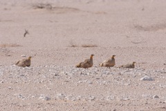Pterocles senegallus