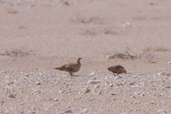 Pterocles senegallus