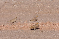 Pterocles senegallus