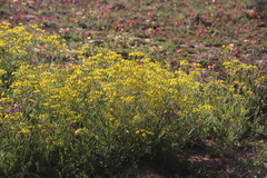 Senecio abruptus