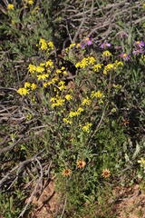 Senecio abruptus
