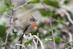 Xenotriccus callizonus