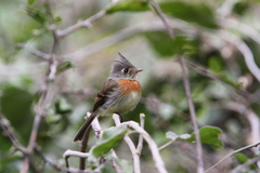 Xenotriccus callizonus