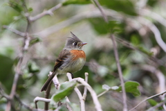 Xenotriccus callizonus