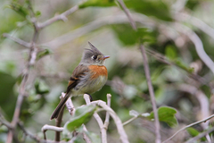 Xenotriccus callizonus