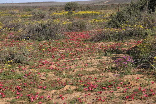Romulea pudica