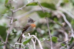 Xenotriccus callizonus