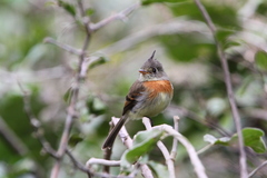 Xenotriccus callizonus