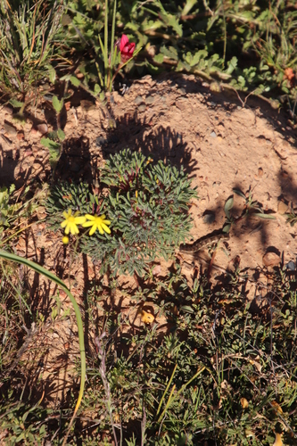 Oxalis grammophylla (Oxalis grammophylla)