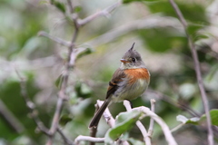 Xenotriccus callizonus