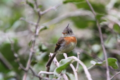 Xenotriccus callizonus