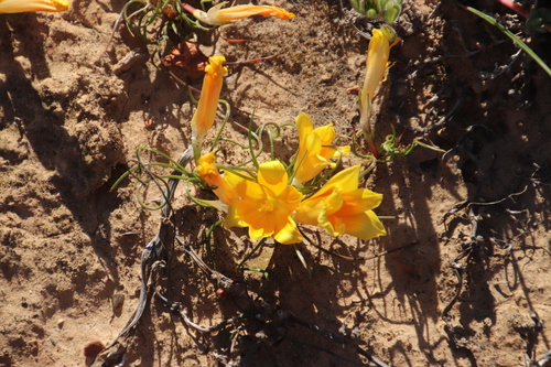 Romulea tortuosa