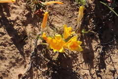 Romulea tortuosa aurea
