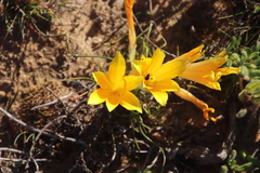 Romulea tortuosa aurea