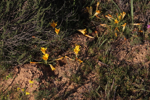 Romulea tortuosa