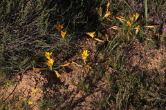 Romulea tortuosa aurea