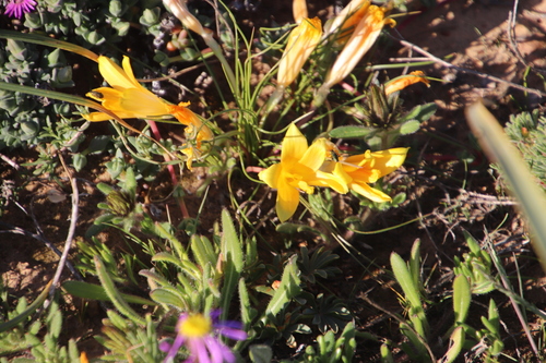 Romulea tortuosa