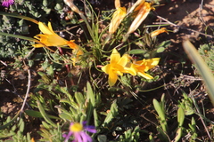 Romulea tortuosa aurea