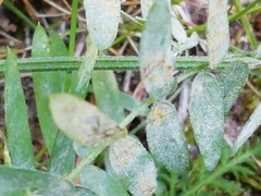 Erysiphe pisi