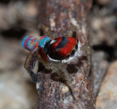 Maratus splendens