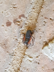Platyoides walteri