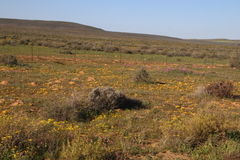 Romulea tortuosa aurea
