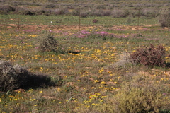 Romulea tortuosa aurea
