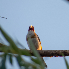 Carduelis carduelis